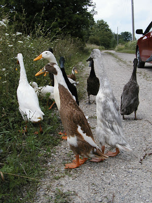Stone Meadow Indian Runner Ducks Stone Meadow Indian Runner Ducks