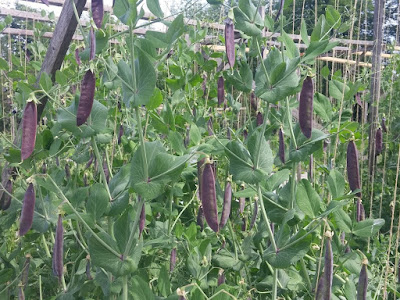 Lancashire Lad Peas Growing Lancashire Lad Peas Growing