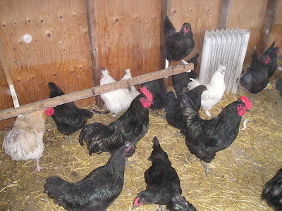 Stone Meadow Chickens in the Hut