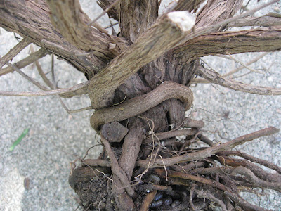 Annieinaustin, girdled lavender roots