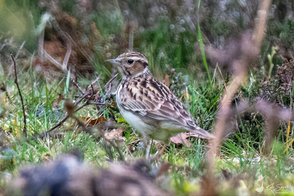 Woodlark