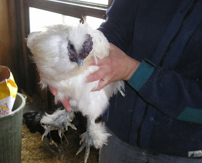 Stone Meadow Silkie Chicken Stone Meadow Silkie Chicken
