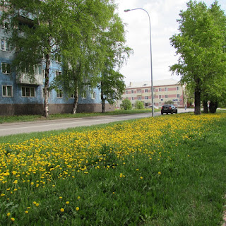 Одуванчики