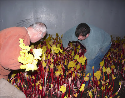 Lennox Farm Rhubarb