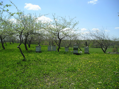 Meeting Place Organic Farm Orchard with Beehives Meeting Place Organic Farm Orchard with Beehives