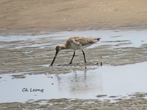 bar-tailed-godwit by Ck Leong