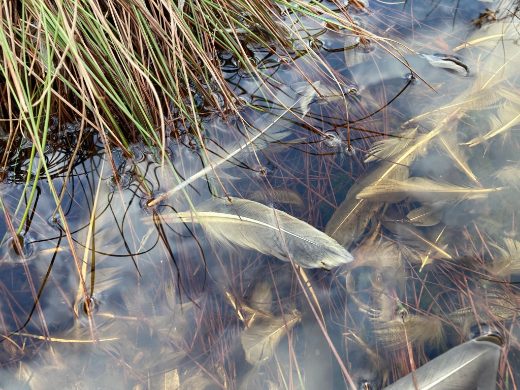 Feathers underwater in a bog pool with grassy vegetation fringing the photo