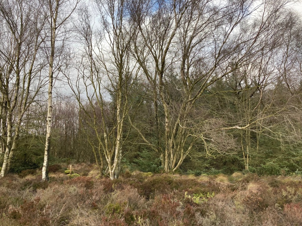 Photo of bare winter trees - straggly birches with moorland vegetation in the foreground and darker conifer trees behind them