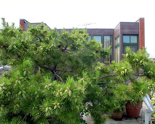 pacificroof003_400 pacificroof003_400