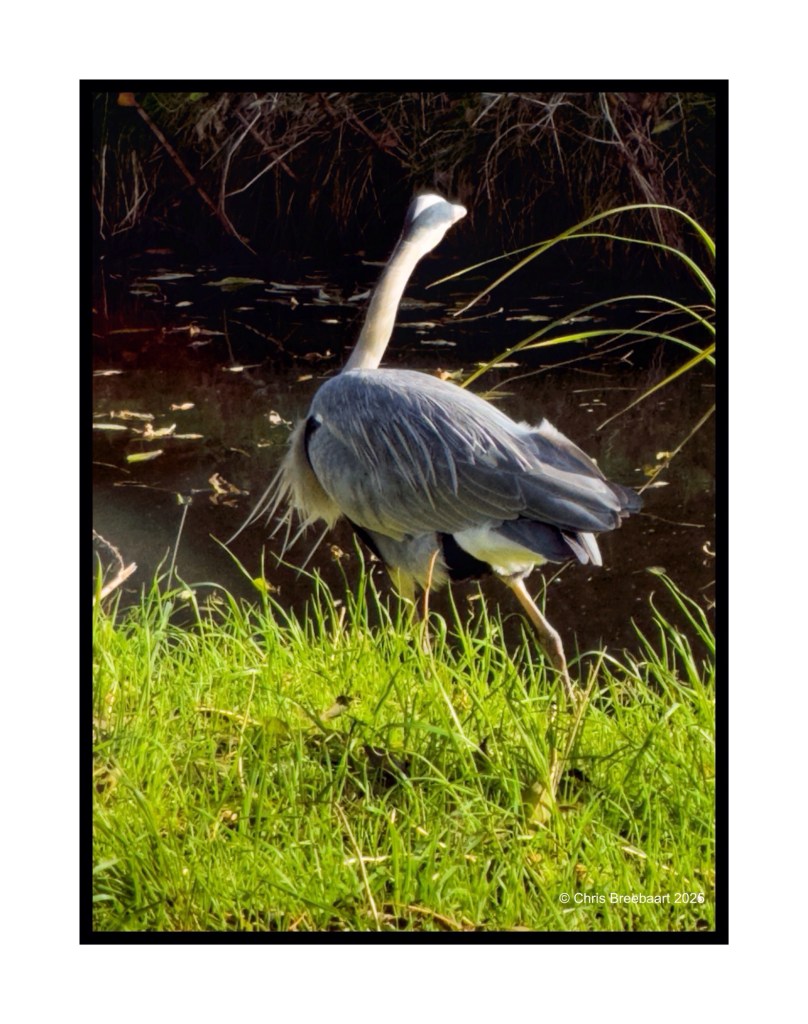 A heron standing in green grass near a canal, facing away from the camera with its long neck extended.