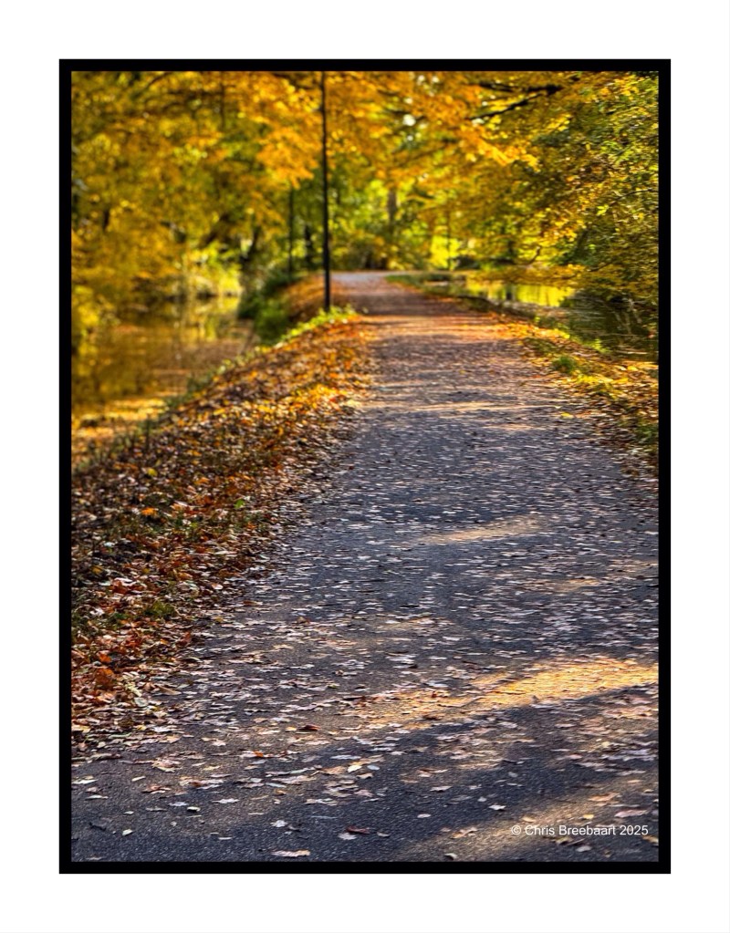 A tranquil pathway lined with fallen autumn leaves, surrounded by vibrant yellow and green trees, under soft natural light.