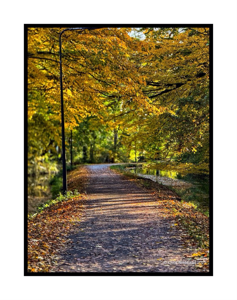 A serene pathway surrounded by trees with vibrant autumn leaves, leading towards a softly lit area.