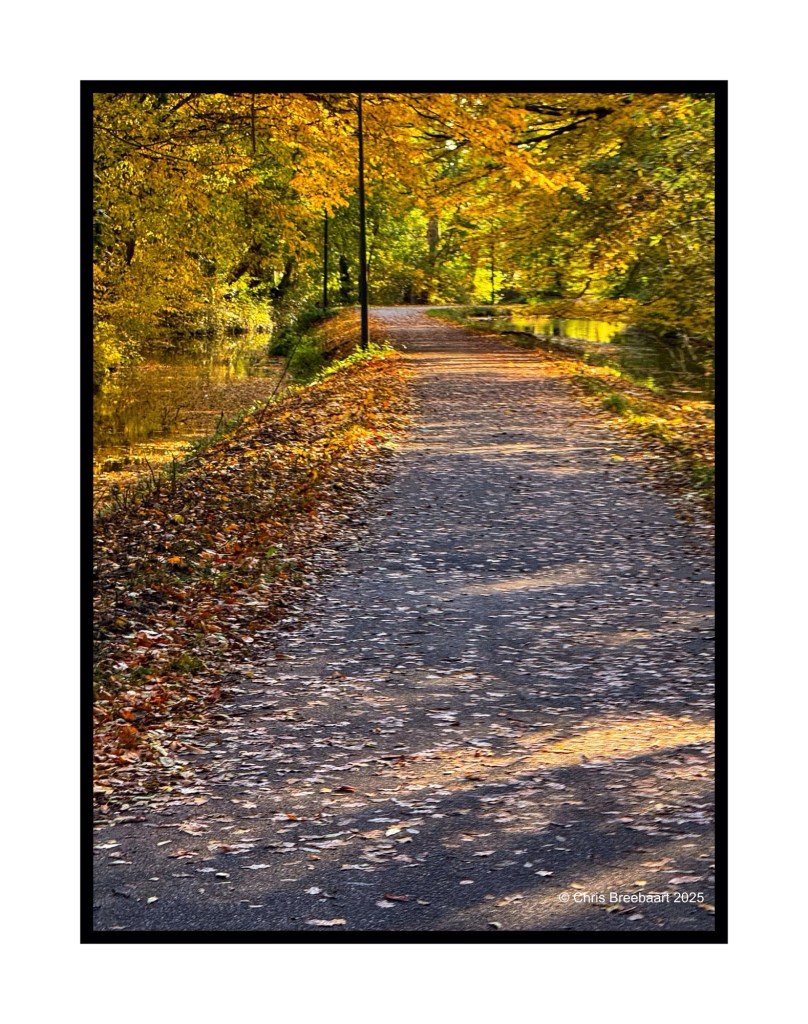 A picturesque pathway lined with autumn trees, featuring fallen leaves on the ground and a serene body of water beside it.