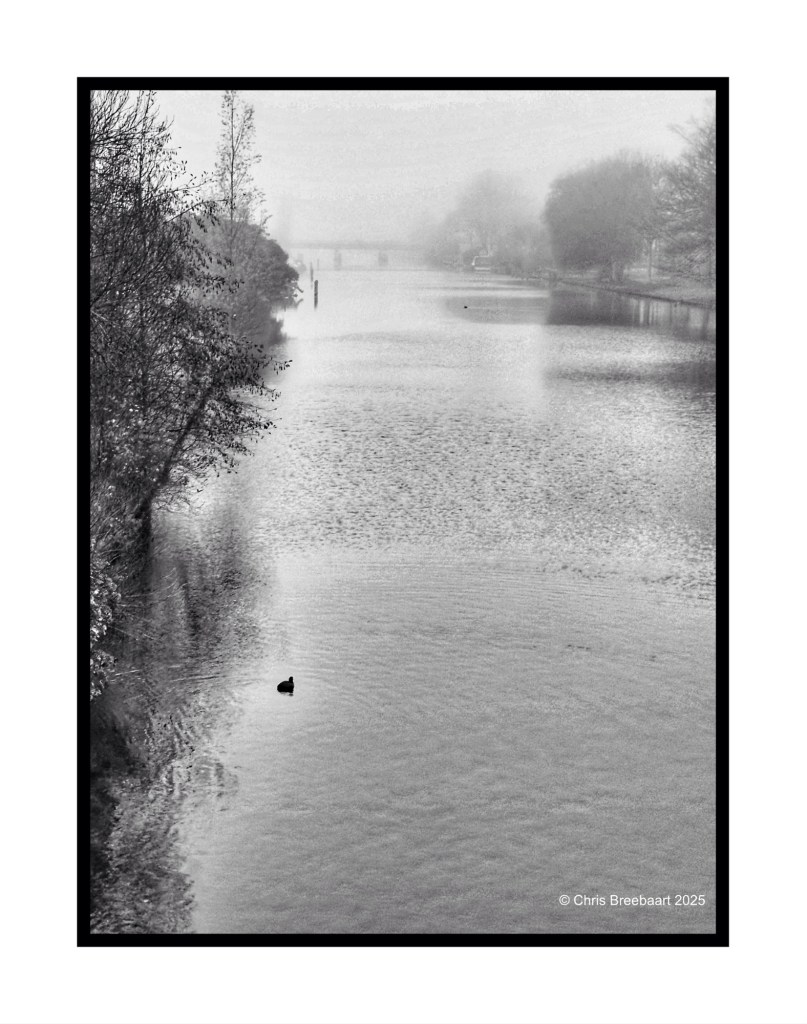 A misty canal scene featuring a solitary moorhen in black and white, surrounded by trees and a still water surface.