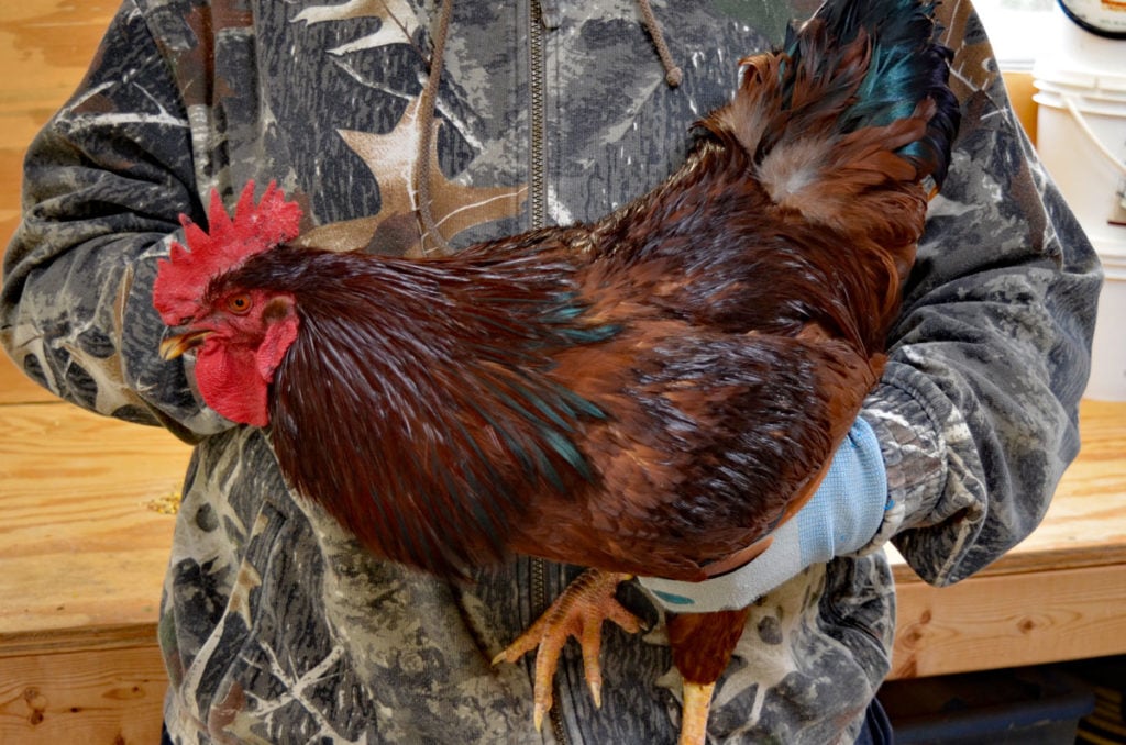 person holding heritage meat chicken