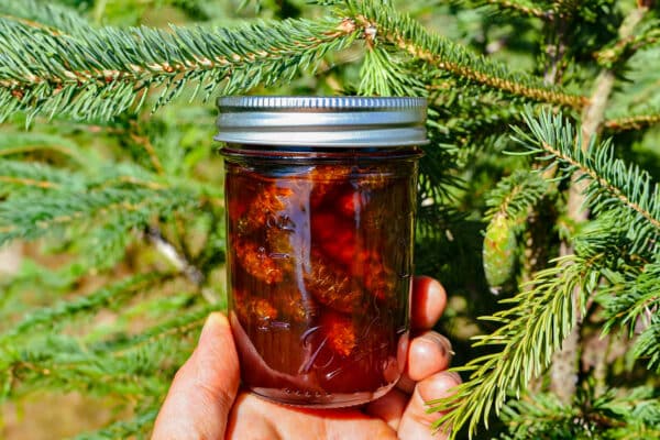 pinecone jam in mason jar