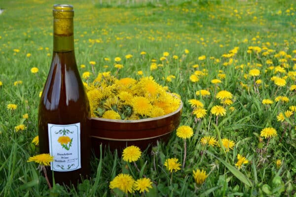 homemade dandelion wine