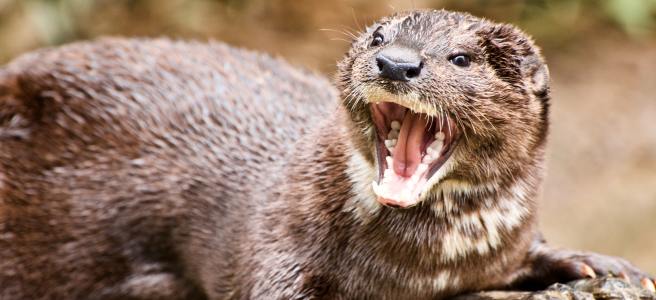 An angry otter