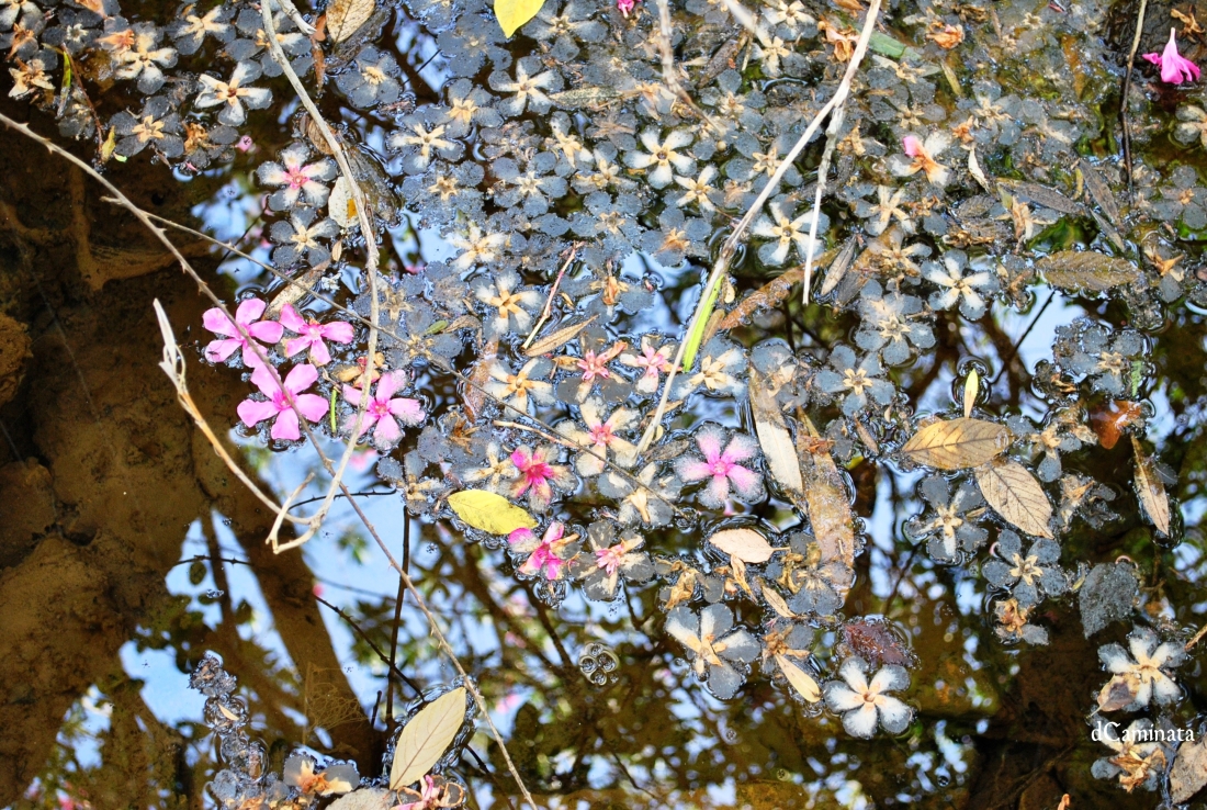 20. Poza impresionista