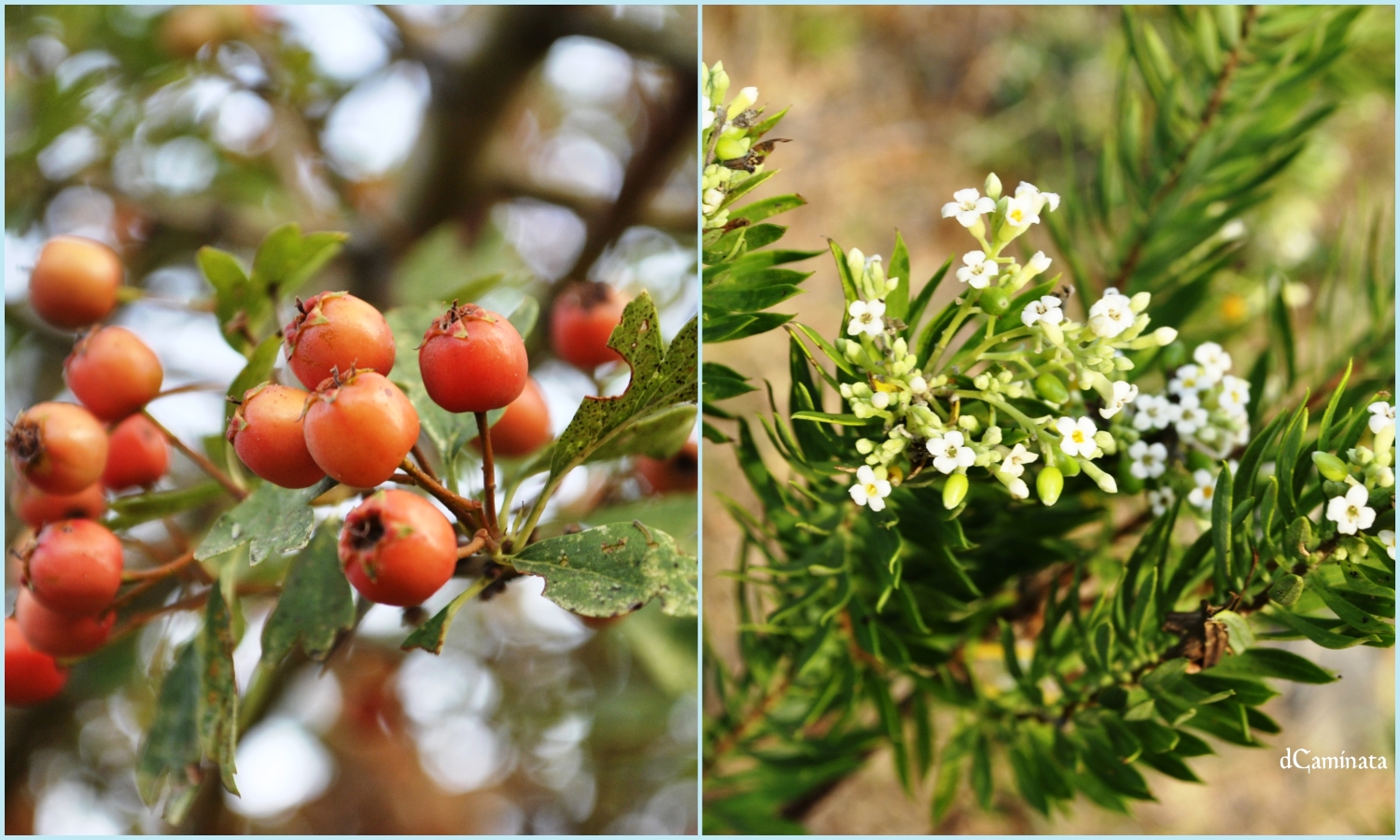 7. Majoleto y torvisco