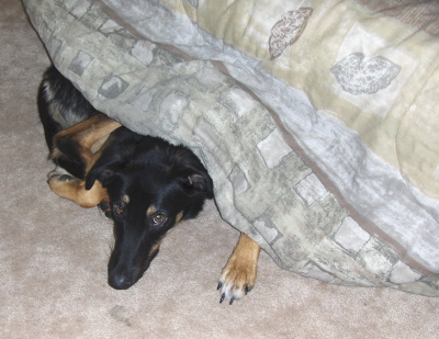 chaserunderbed chaserunderbed