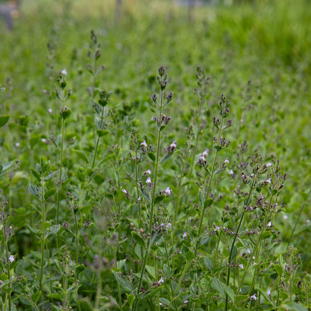 Calament népéta - Bio