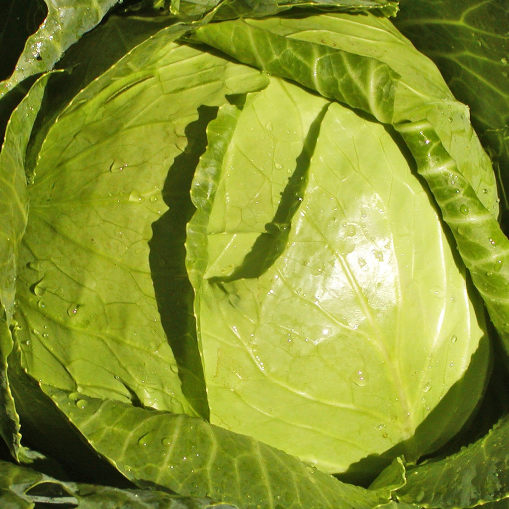 Chou pommé Copenhagen - Bio