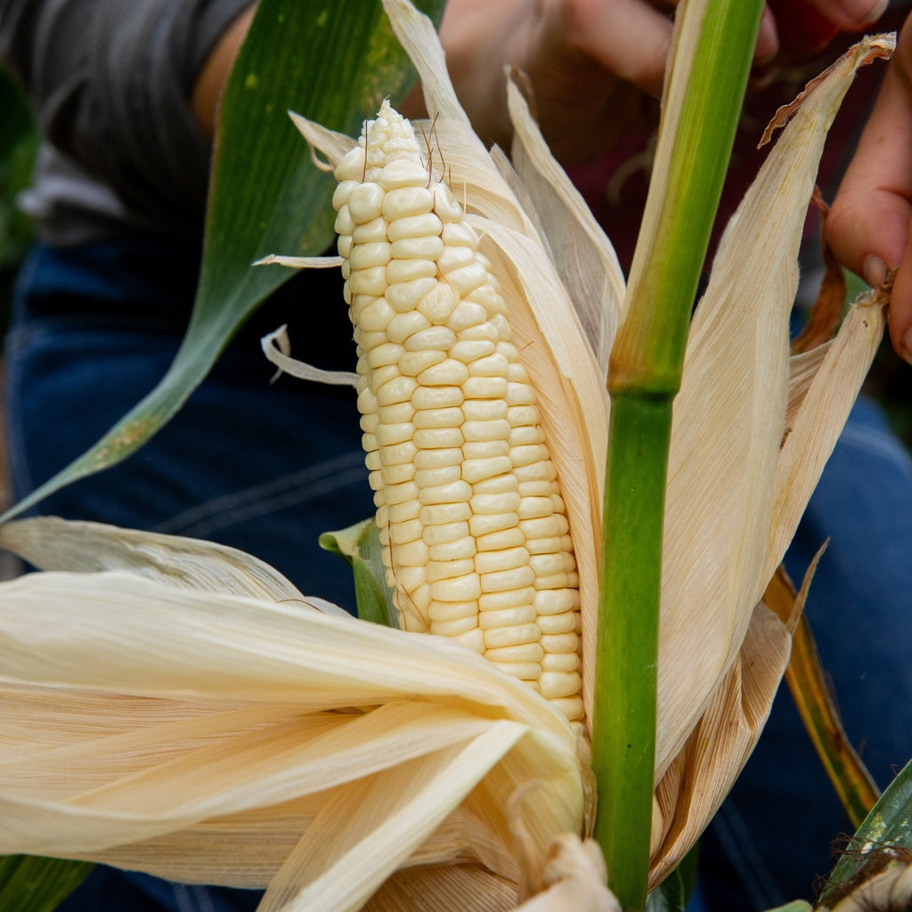 Maïs Art Verrell's - Bio