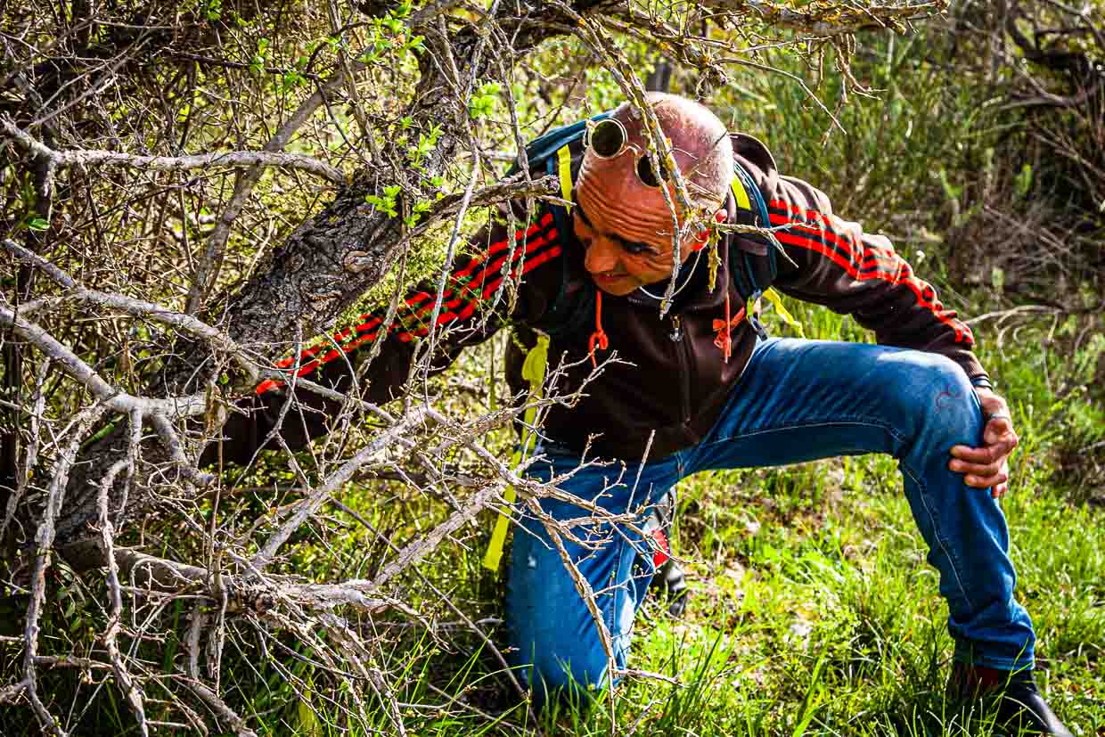 Gewusst wie: : Nur mit geschultem Auge lässt sich der Wilde Spargel finden. Das trockene Unterholz aus dem Vorjahr zeigt den Ort von frischen Spargeltrieben an. Das Zeitfenster für die Spargelsuche beträgt gerade einmal zwei Wochen, oft Mitte bis Ende April / © Foto: Georg Berg