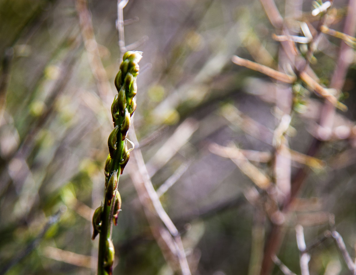 Junger Trieb von Wildem Spargel tritt aus dem Holz der alten Pflanze heraus. Das trockene Gestrüpp ist für das geschulte Auge der Anzeiger für den wervollen Fund von frischen Spargeltrieben / © Foto: Georg Berg