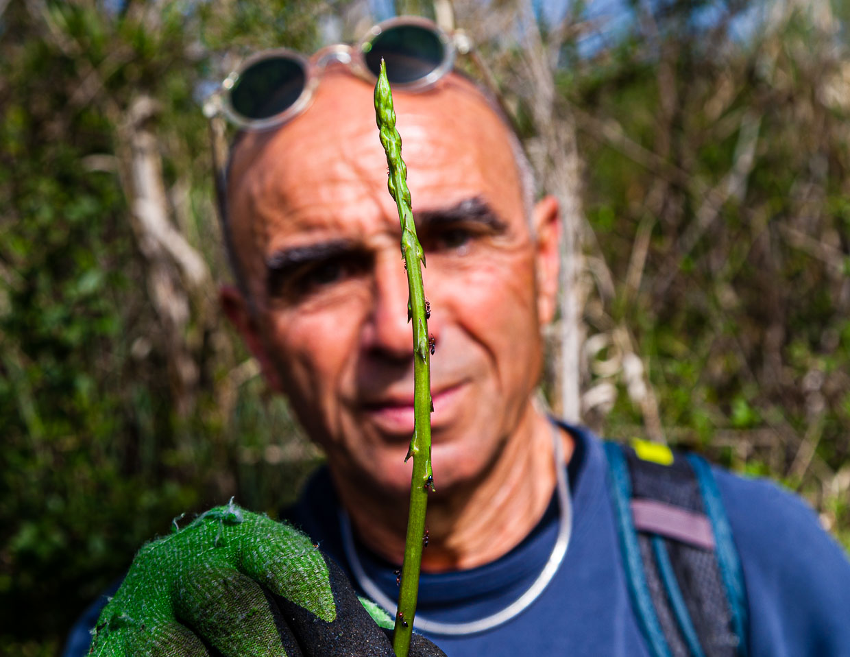 Junger Spargeltrieb mit umtriebigen Spargelsucher. Die Saison ist kurz, so dass sich Giulio im Herbst auf Trüffel spezialisiert hat / © Foto: Georg Berg