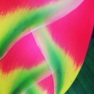 Birds of Paradise flower