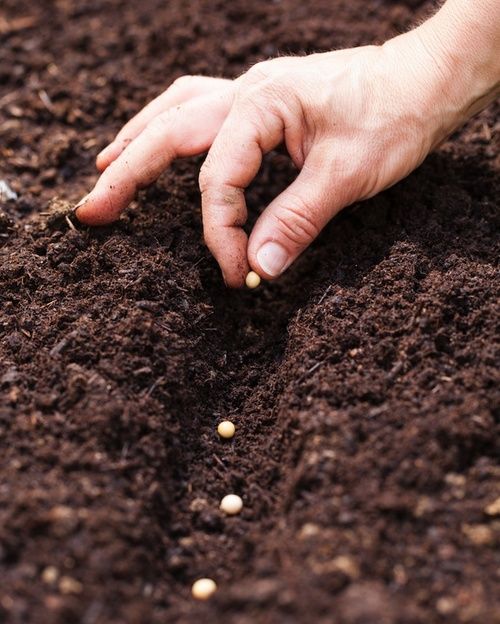 Agricoltura sinergica