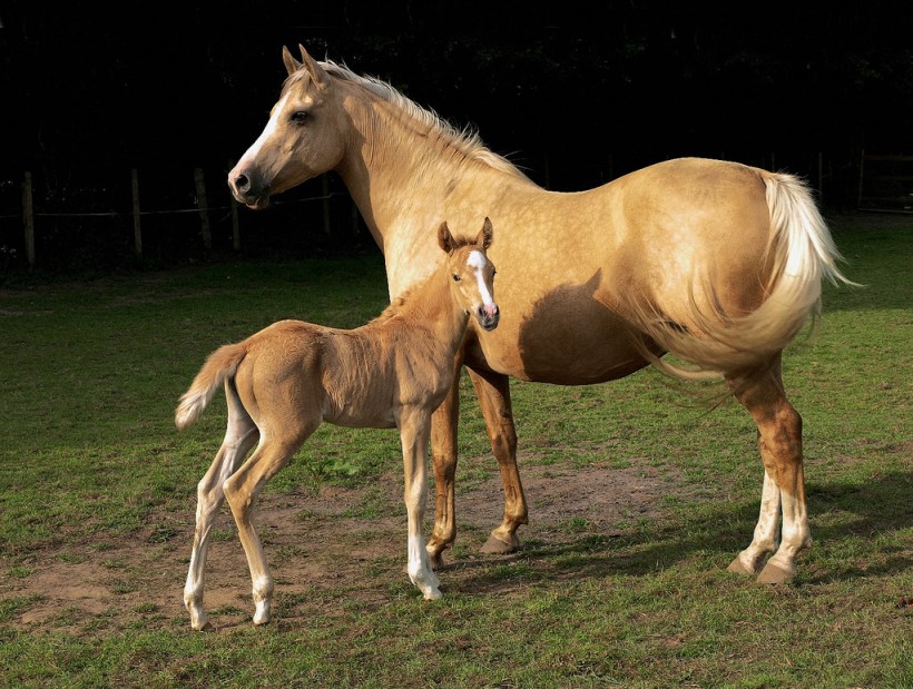 Mare and foal