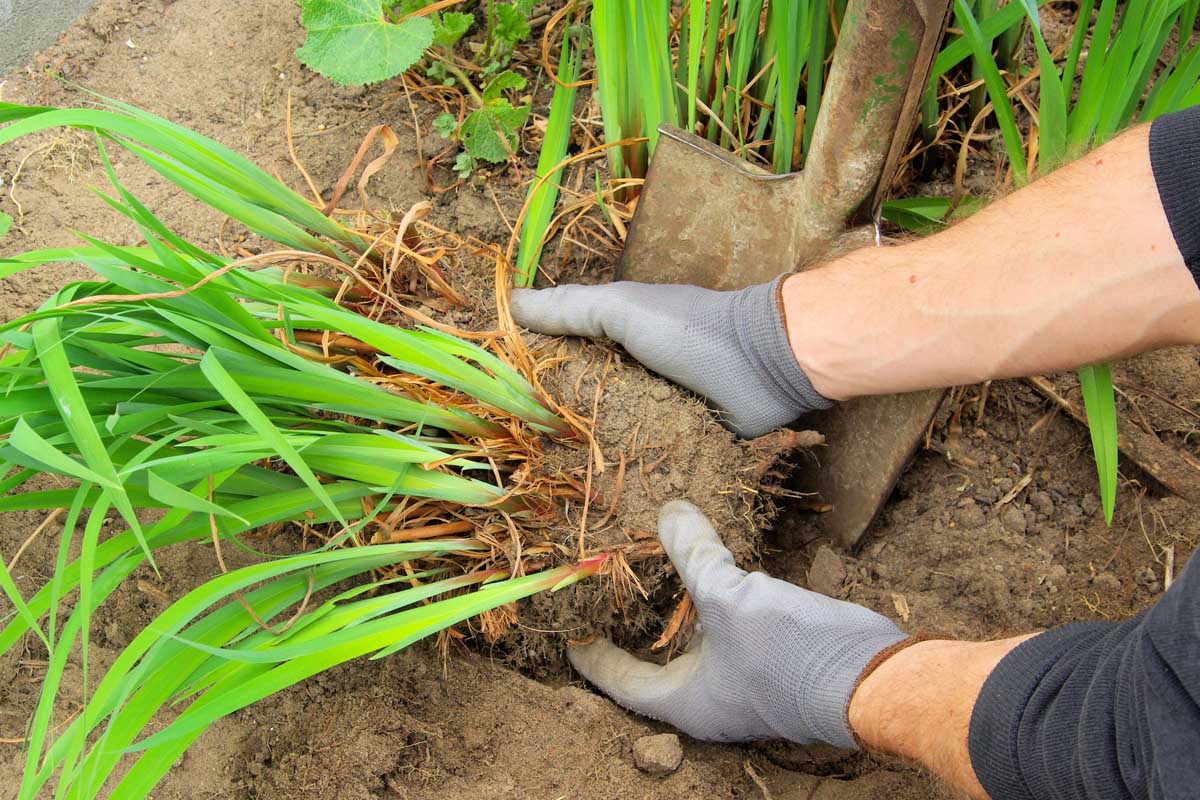 A pair of human hands divides a perennial flowering plant in the garden.