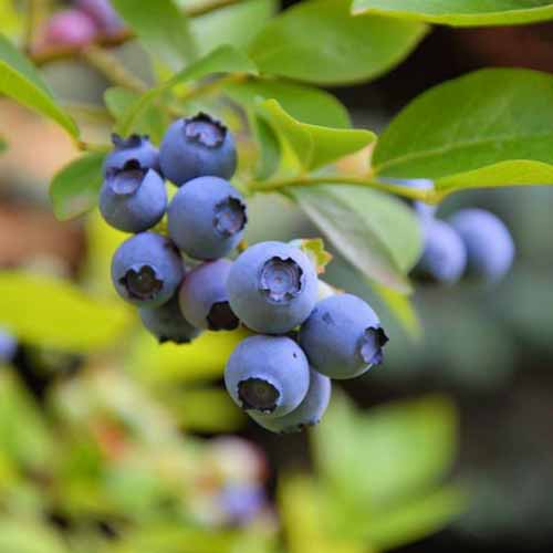 A close up square image of ripe Vaccinium 'Sunshine Blue' pictured on a soft focus background.