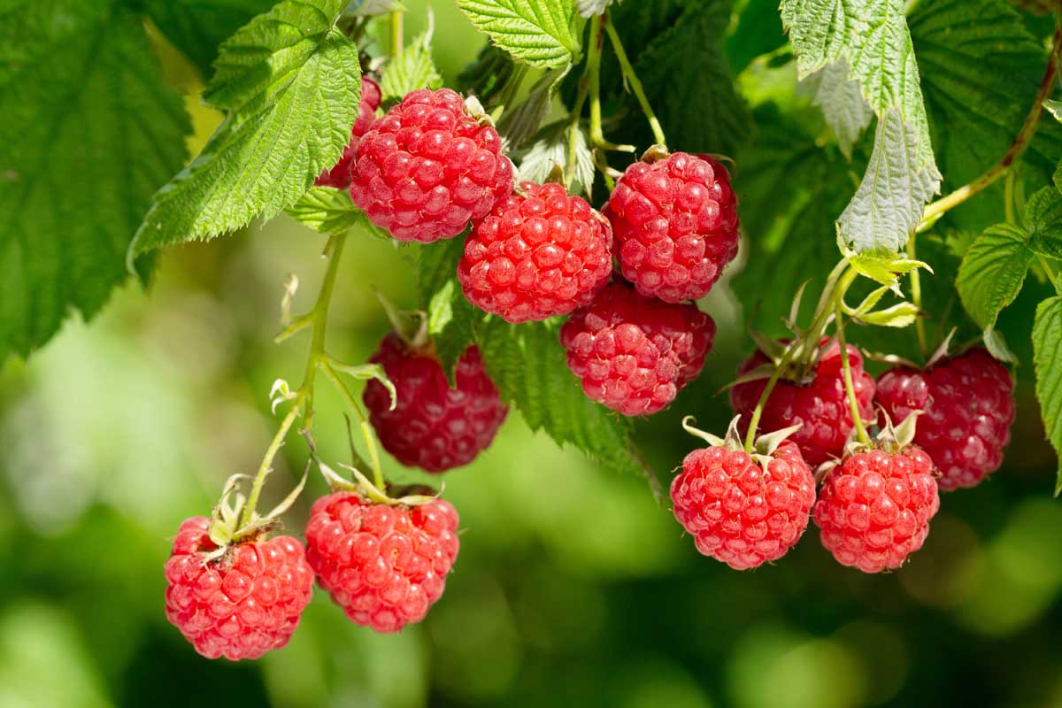 Close up of a bunch of red raspberries hanging from a branch.