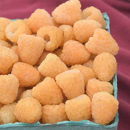 A close up square image of a punnet of 'Anne' yellow raspberries pictured on a red background.