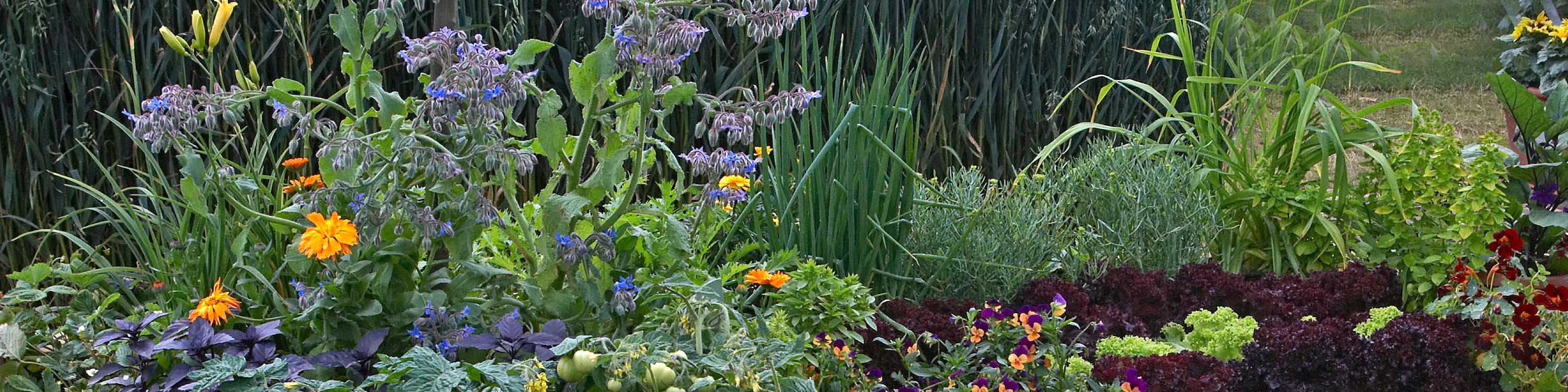 A small cottage garden containing flowers, herbs, and vegetables.