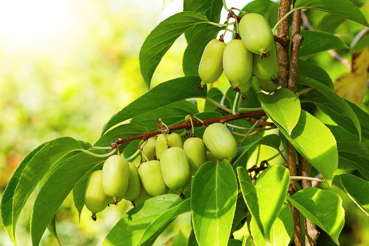 A close up horizontal image of hardy kiwiberries growing in the garden pictured on a soft focus background.