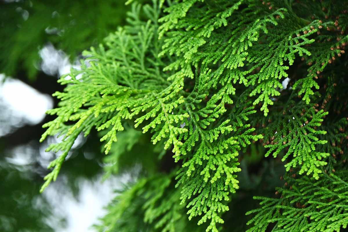 A close up horizontal image of the foliage of a hinoki cypress (Chamaecyparis obtusa) growing in the landscape.