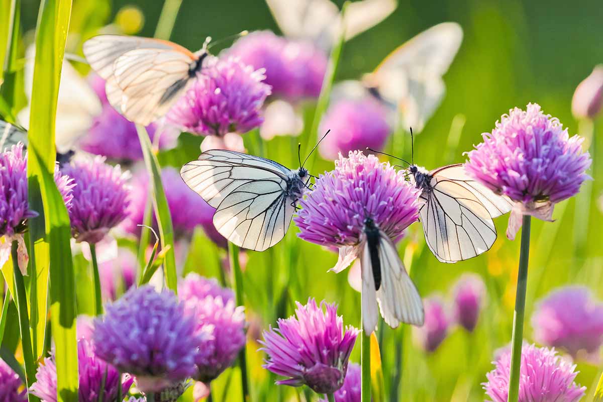A close up horizontal image of Pieris butterflies feeding on pink chive flowers pictured in light sunshine on a soft focus background.