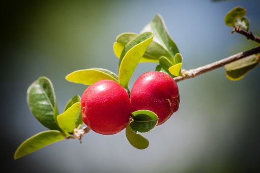 cherries on a branch