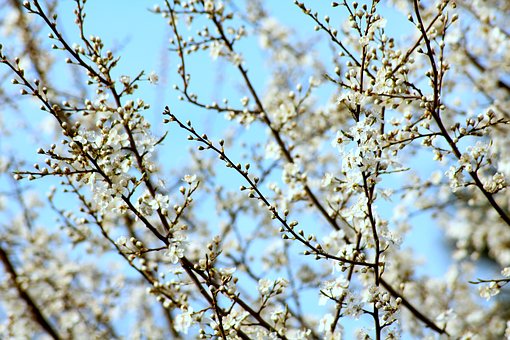 flowering branches on a tree