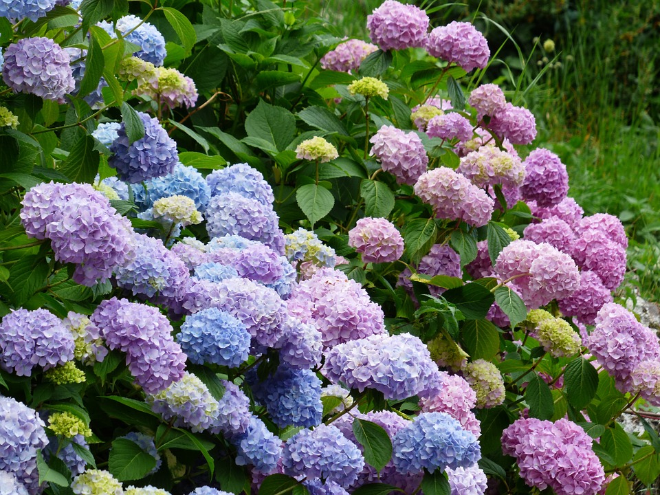 hydrangeas hedge