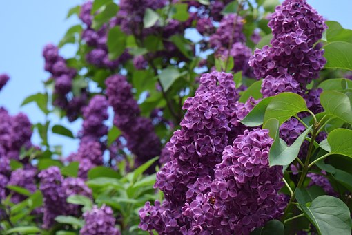 lilac shrub