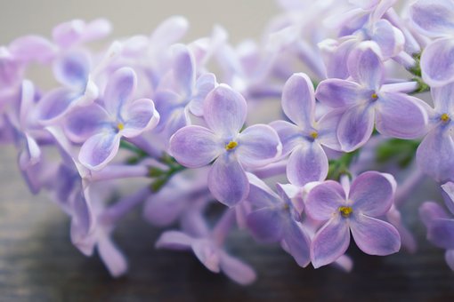 Lilac branch on a table