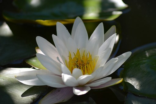 water lily plant