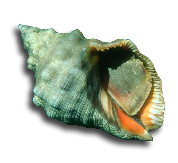 Stramonita_haemastoma_L