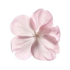 a single pink flower on a white background